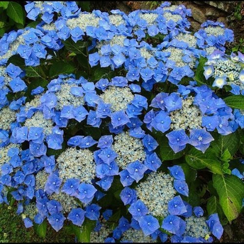 Hydrangea macrophylla - hydrangea,