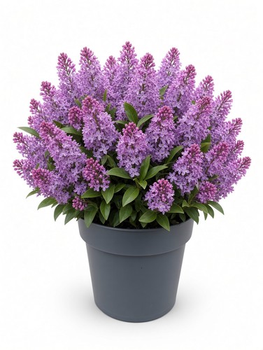 Pink flowering hebe - hebe, |