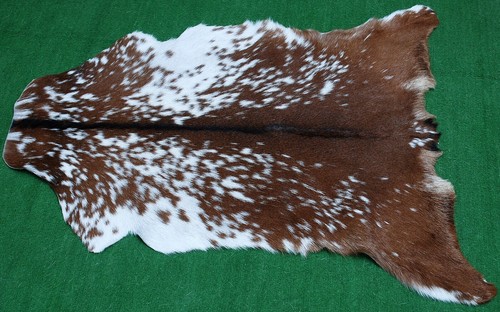 Goat western taxidermy hide - goat,