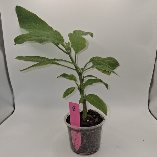 Brugmansia pink angel - brugmansia, angel's