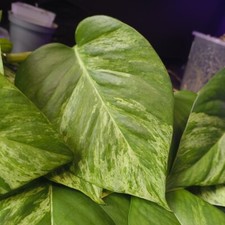 Epipremnum Aureum ‘Marble