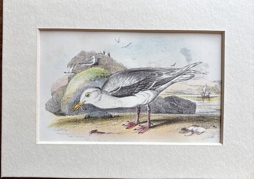 Antique glaucous gull - antique,