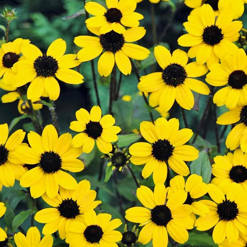 Coneflower rudbeckia triloba - -,