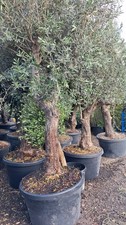 European olive tree - huge, trunk