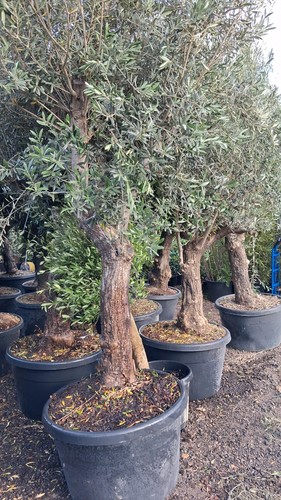 European olive tree huge trunk - european,