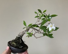 Gardenia jasminoides 'Qingyu'‌。 Sale Is Picture 2.3.4.5.6
