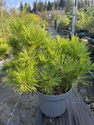 Japanese red pine - pine, glow'