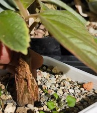 1.7cm Rare Cacti Cyphostemma calcarium Own Root WYSIWYG Caudex Boutique Sale
