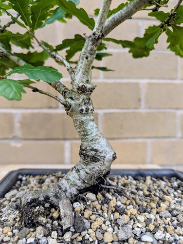 English oak bonsai - english,