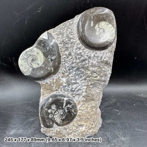 Genuine goniatite orthoceras - &,