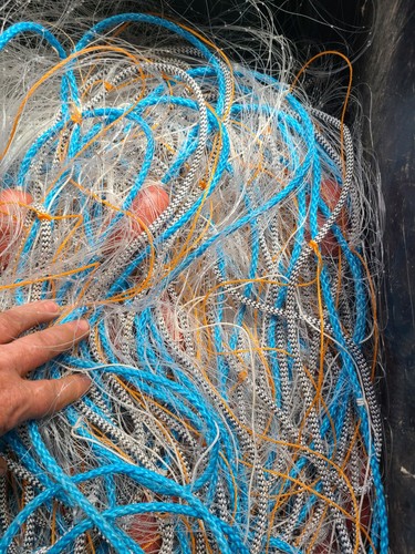 Gill net survival - gill,