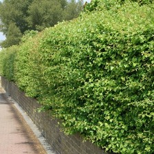 Hawthorn 60cm bare root - 40-60cm,