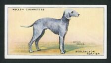 BEDLINGTON TERRIER W D & H O WILLS 1937 DOG SERIES OLD CIGARETTE CARD #38