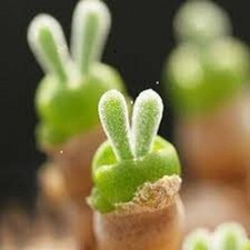 Delosperma Bosseranum, 10