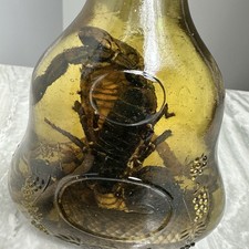 Cobra Snake And A Scorpion In