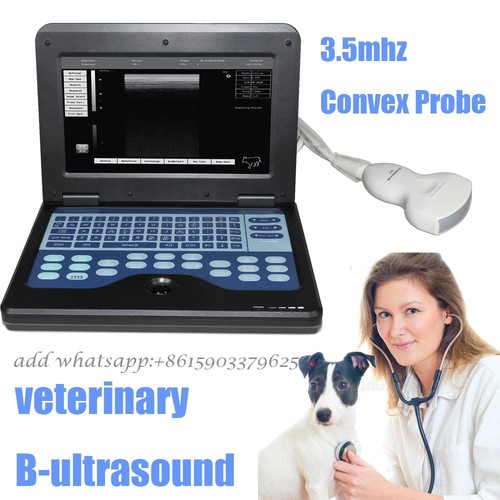 Vet use ultrasound - use, b-ultrasound