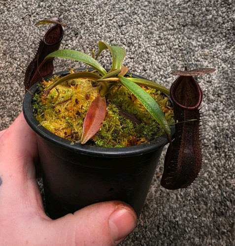 Nepenthes ramispina x - (ramispina,