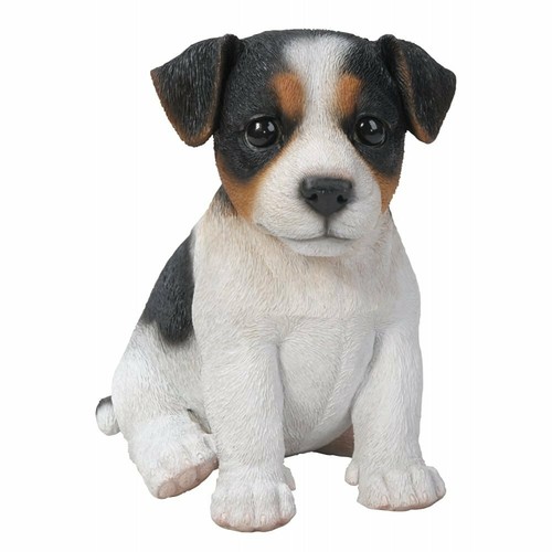 Tricolour jack russell dog - :~tricolour,