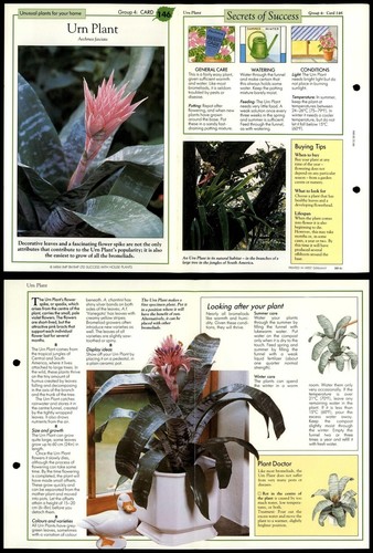 Urn plant 146 unusual success - plant,