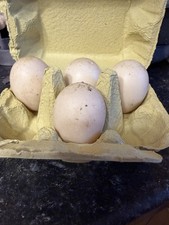 4 Fresh Free range Duck Eating