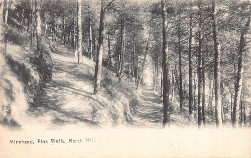 Minehead pine walk north hill - minehead,