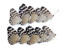 Dried cracker butterflies