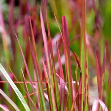 Imperata cylindrica in 9cm Pot - Japanese Blood Grass - Striking Red Grass