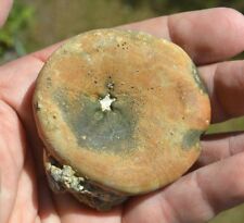 FOSSIL ECHINOID SEA URCHIN ERIZO OURSIN SEEIGEL Gitolampas Illerdian Bulgaria P3