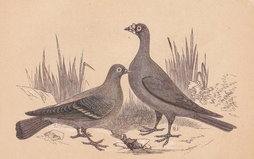 1851 wild carrier pigeon - 1851,