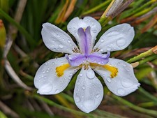 Dietes grandiflora african - grandiflora|,