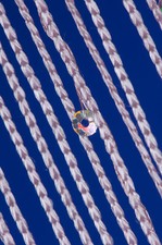 "SEQUINS" String Fly Door