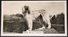 AFGHAN HOUND   Show Champion   Vintage 1938 Photo Card  FE10M