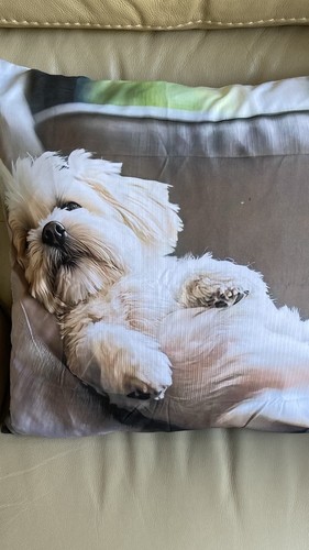 Highland terrier westie dog - highland,