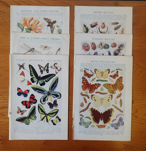 Butterflies moths beetles