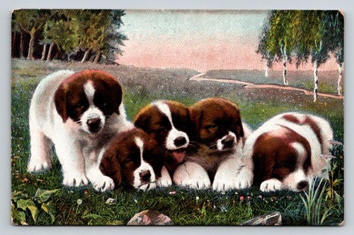 Bernard puppies postcard - ,