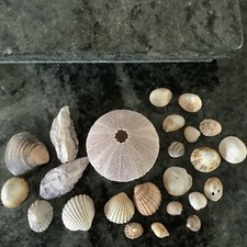 Large Sea Urchin Shell, 5 Scallop Shells & Assorted Natural Shells