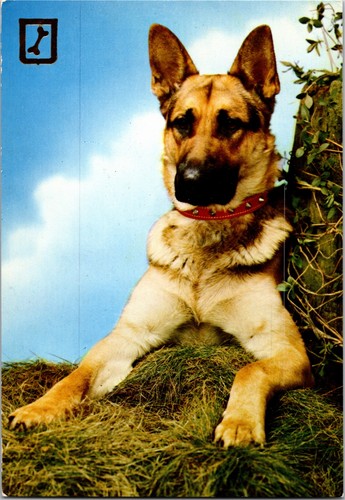Vintage german shepherd - german, dog