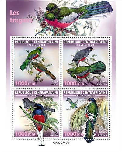 Trogons tropical birds - tropical,
