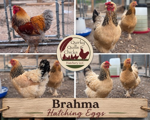 Brahma hatching eggs - brahma,