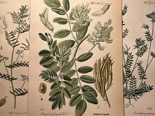 1886 Antique Illustration