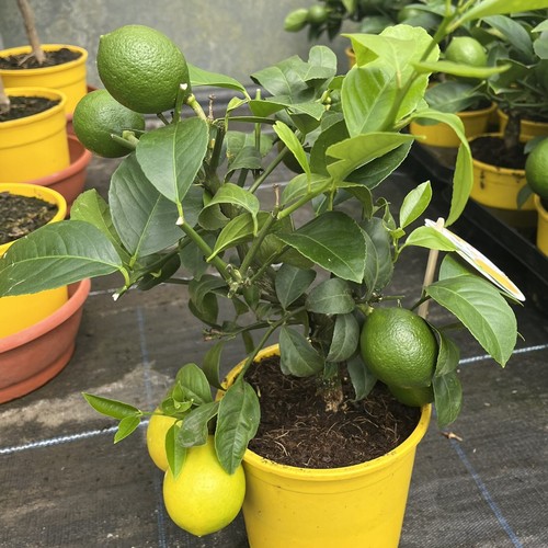 Citrus lemon meyer - citrus, 14cm