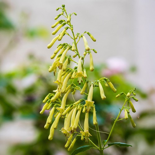 Phygelius yellow real outdoor - phygelius,