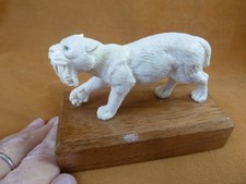 (sab-w6) wild sabertooth Tiger