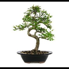 Bonsai seeds assorted lot