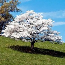 2 White flowering Dogwood