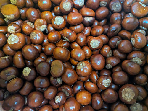 Horse chestnut - horse, (aesculus)