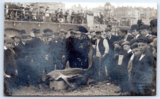 Brighton shark  Sussex Real Photo Postcard T4 7