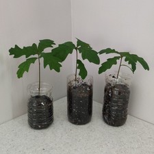 3 x English Oak Tree Seedling