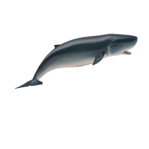 Collecta pygmy sperm whale - sperm,
