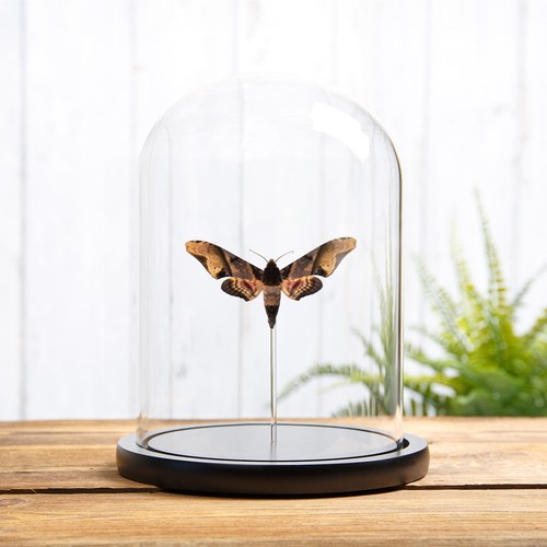 Mango hawk moth - moth, dome